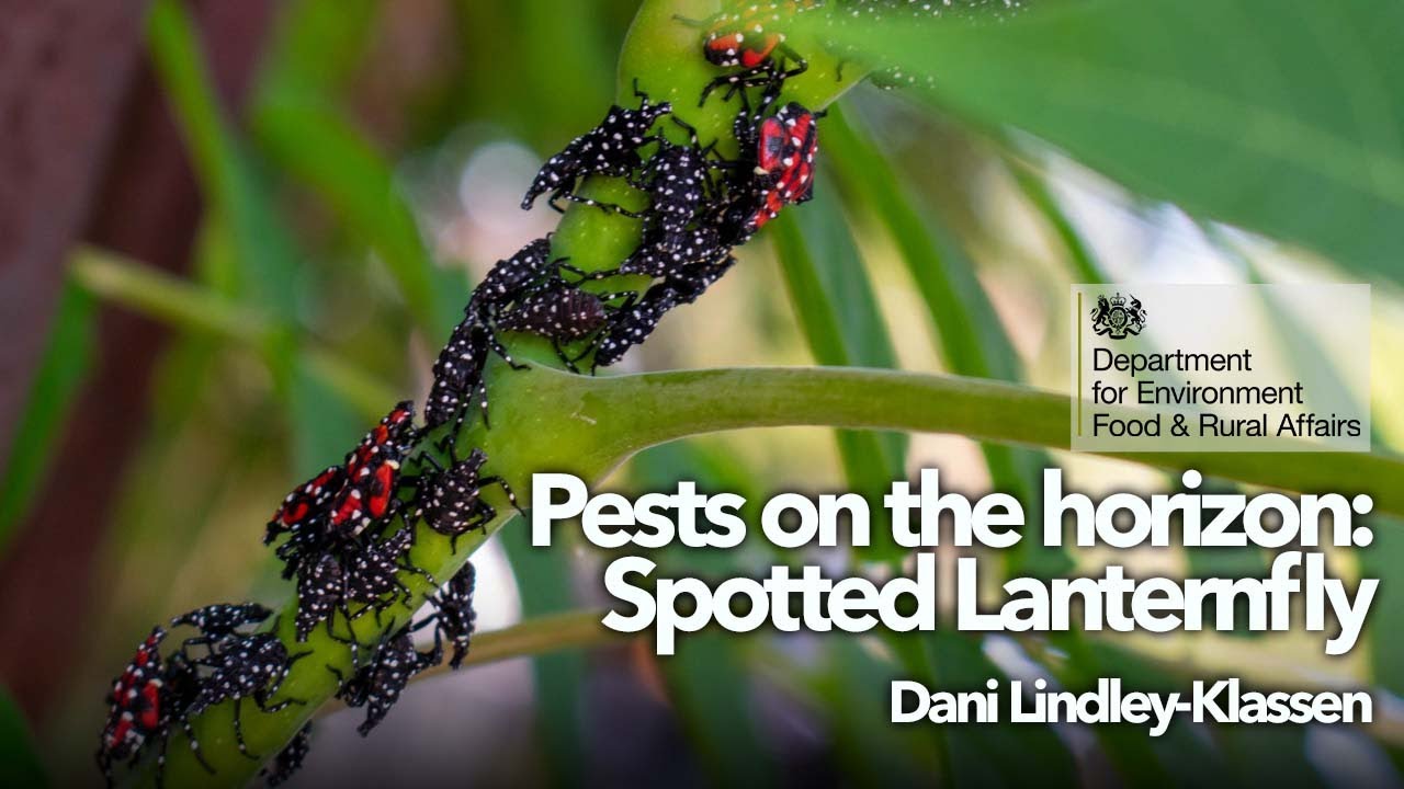 Pests on the horizon: Spotted Lanternfly