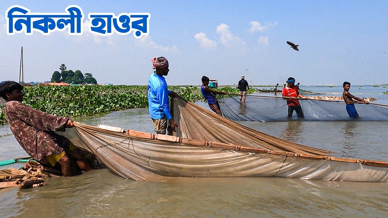 সমস্যা ও সম্ভাবনার কিশোরগঞ্জের নিকলী হাওর || Panorama Documentary