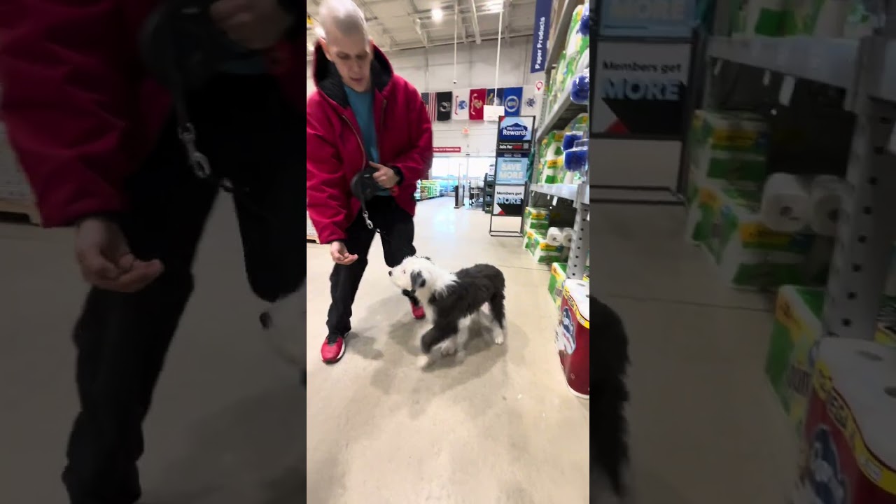Board & Trains Bandit & Sissy at Lowe’s Home Improvement for some exposure & socialization! 🐾♥️