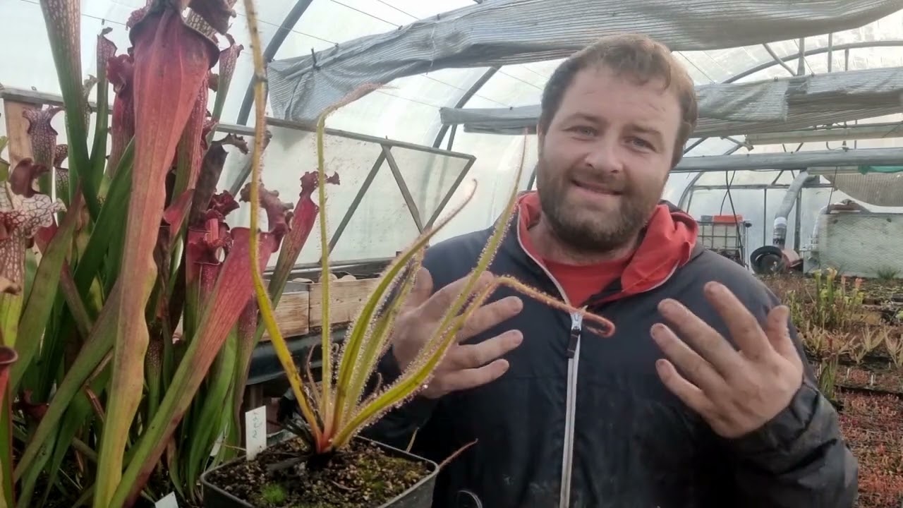 Réussir la culture du Drosera regia