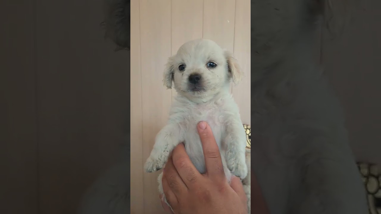 Playful puppy 