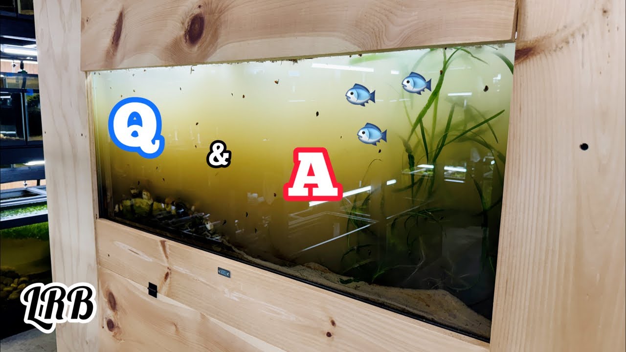 Freshwater Aquarium Keeping Fish Shrimp Plants and More! Q&A