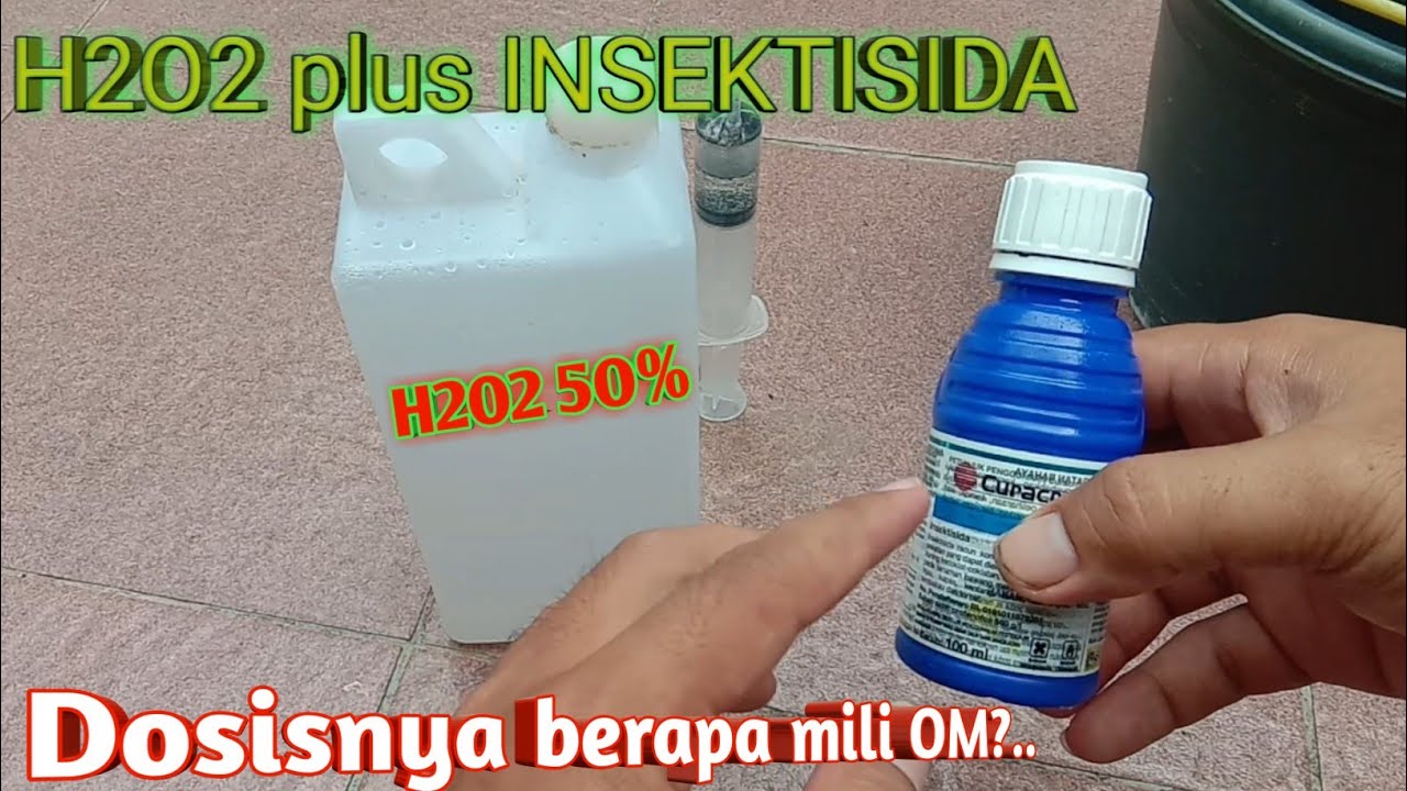 Cara mencampur H2O2 Hidrogen peroksida dengan insektisida curacron pada tanaman cabe