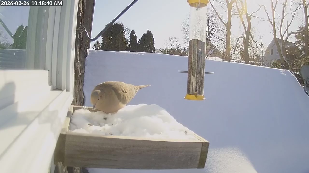 Daily Birdfeeder Highlight Reel (Thursday)