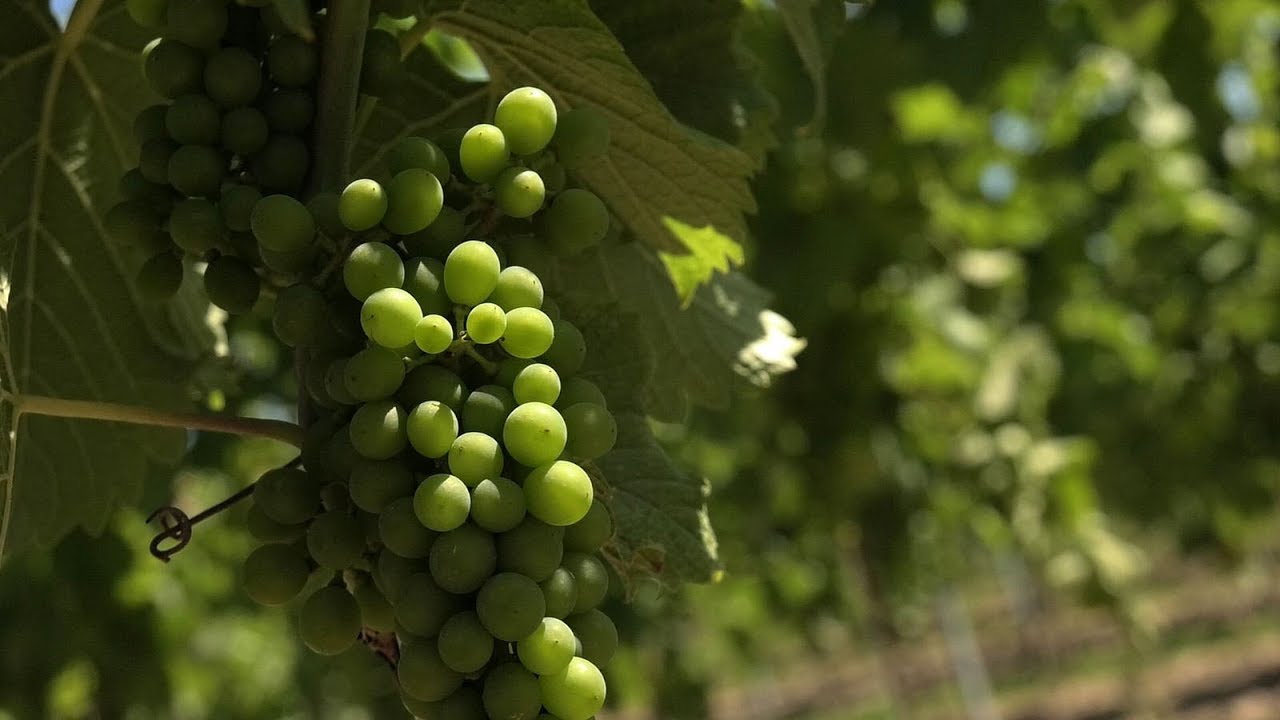WINNICA NIEMCZAŃSKA – NOWY REGIONALNY PRODUKT