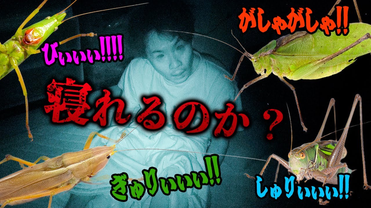 【第四回】虫好きなら騒音レベルの鳴き声でも寝れるだろ！