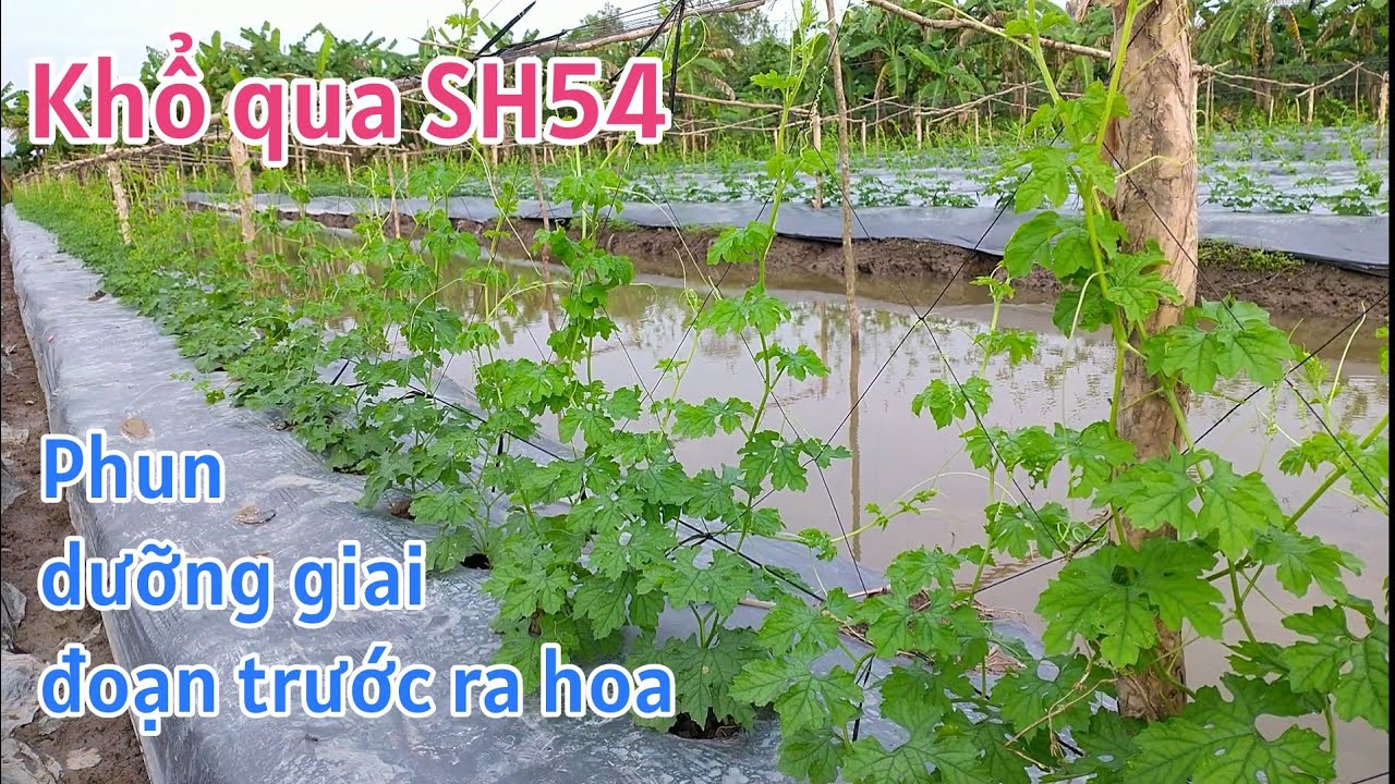 Kỹ thuật trồng khổ qua SH54: P11-Phun dưỡng giai đoạn trước khi ra hoa