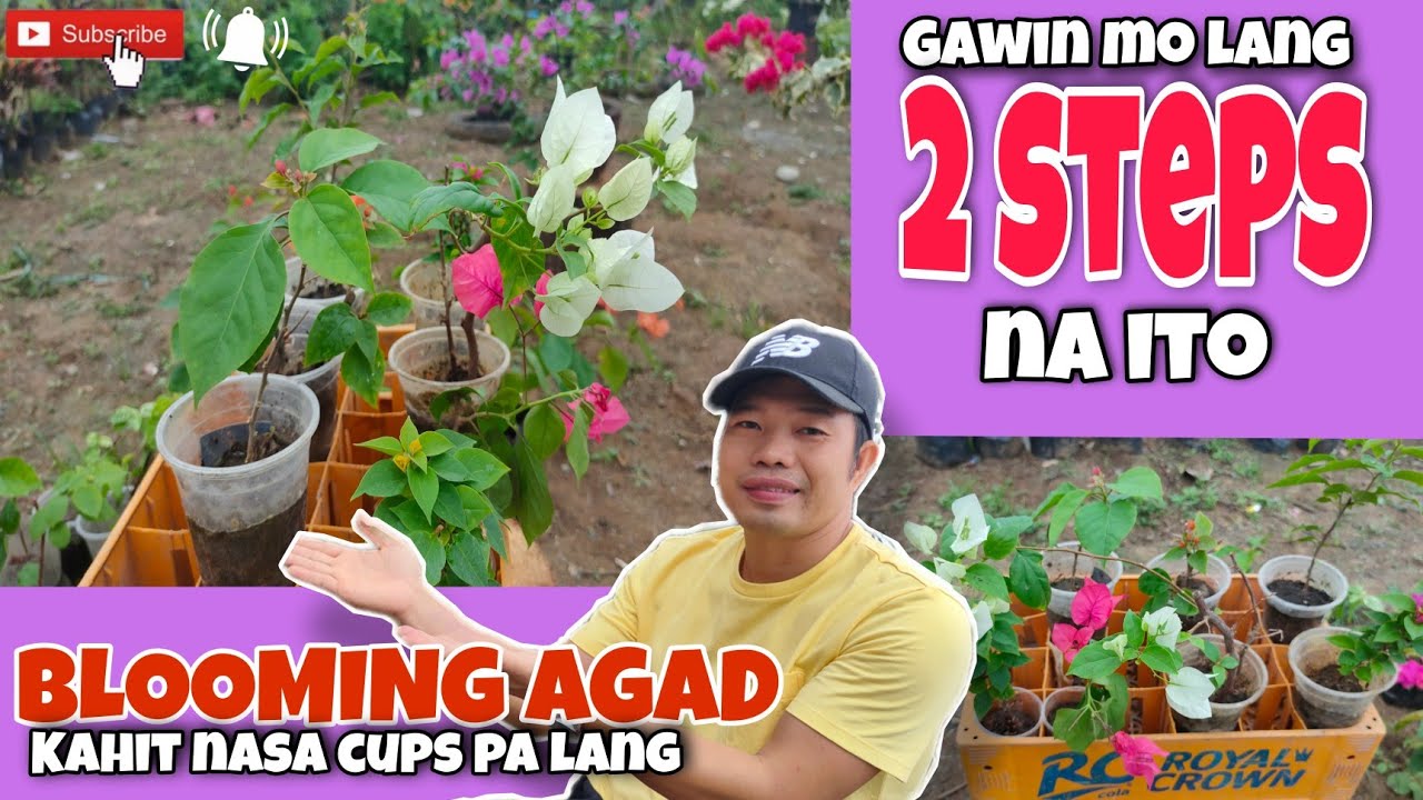 Bougainvillea  na nasa small cups pa lang may flowers na | Paano ito Gagawin?