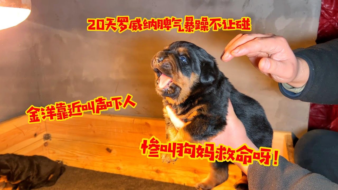 二十天罗威纳脾气暴躁不让碰，金洋靠近叫生惊人，惨叫狗妈救命呀