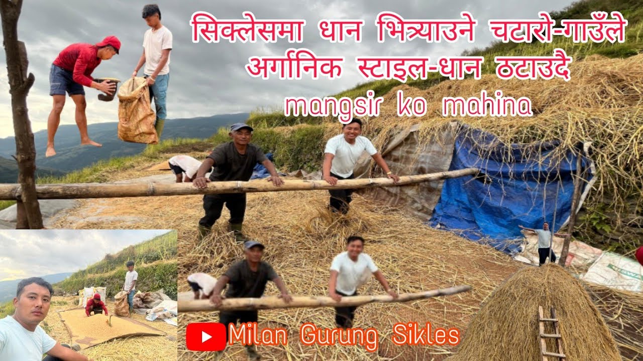 सिक्लेसमा धान भित्र्याउने चटारो-गाउँले अर्गानिक स्टाइल-धान ठटाउँदै सिक्लेस-mangsir ko mahina-Milan