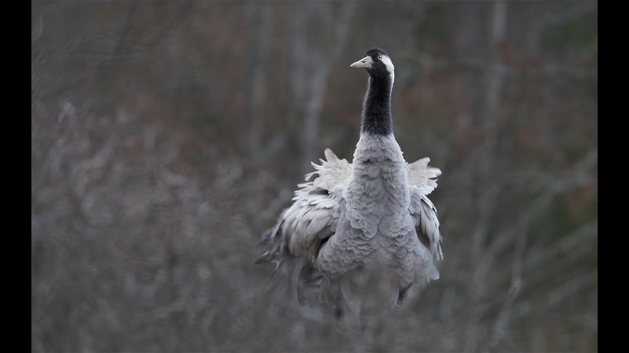 Crane | Grus grus | 4K