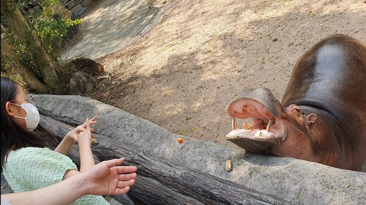 파타야 3일차(카오키여우오픈쥬)