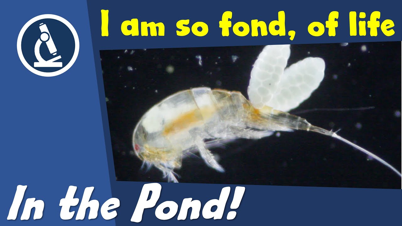 🔬 036 - How to observe POND WATER LIFE under the microscope |  Citizen Science