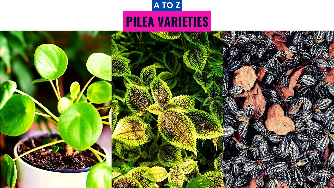 Pilea Varieties A to Z