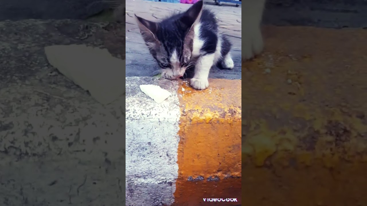 Un chat perdu💔💔💔😔
