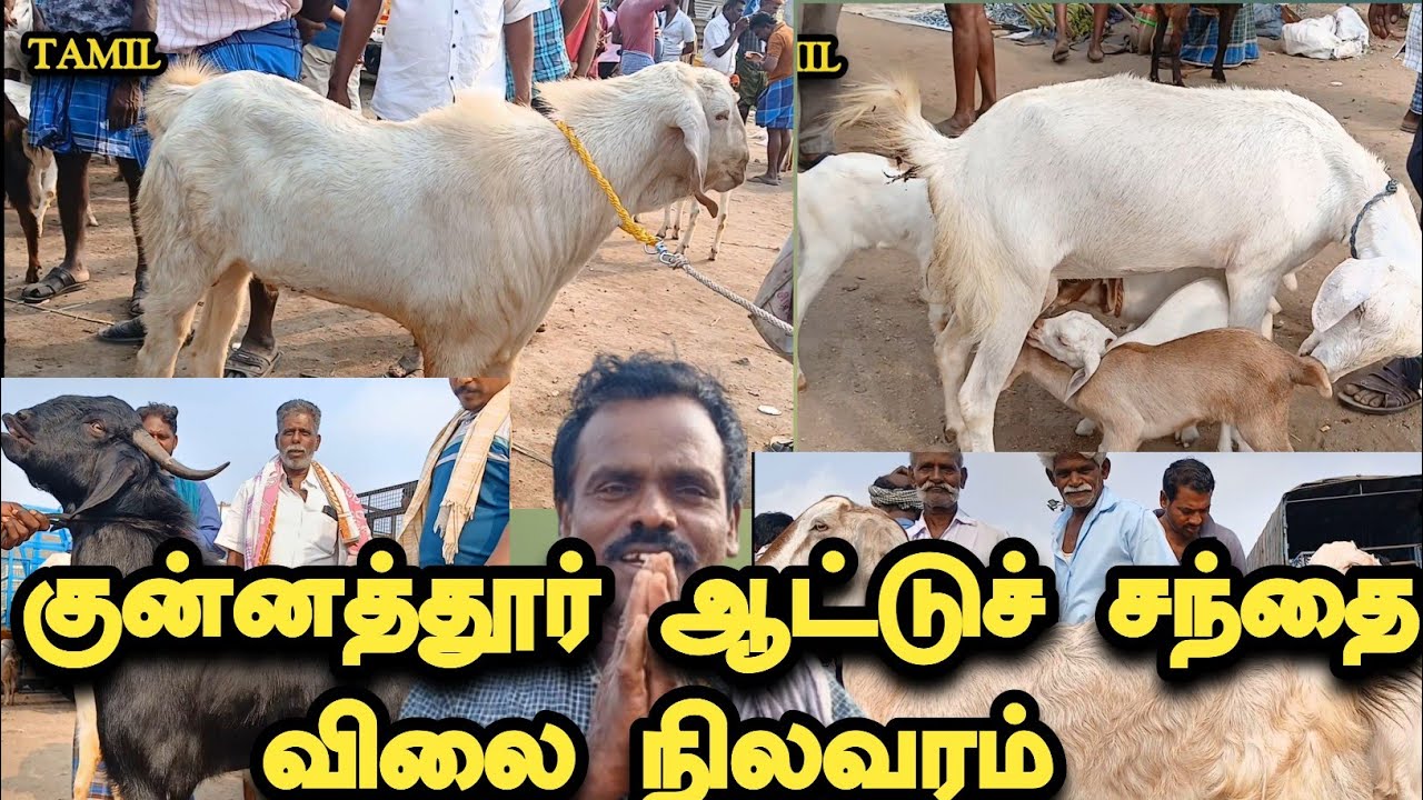 குன்னத்தூர் ஆட்டுச் சந்தை விலை நிலவரம்| பெரிய பெரிய கிடாய்கள் வறுத்து அதிகம் 