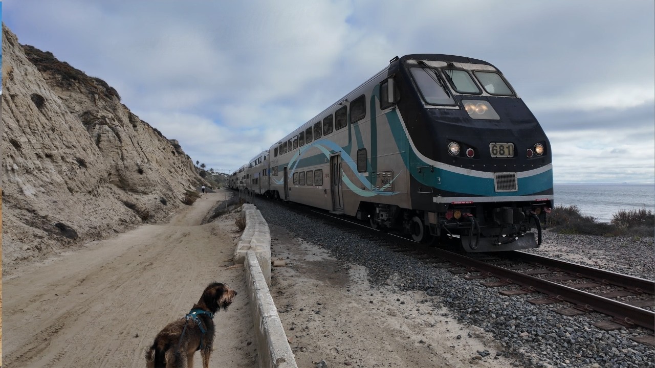 Berea The Labradoodle Loves Trains!