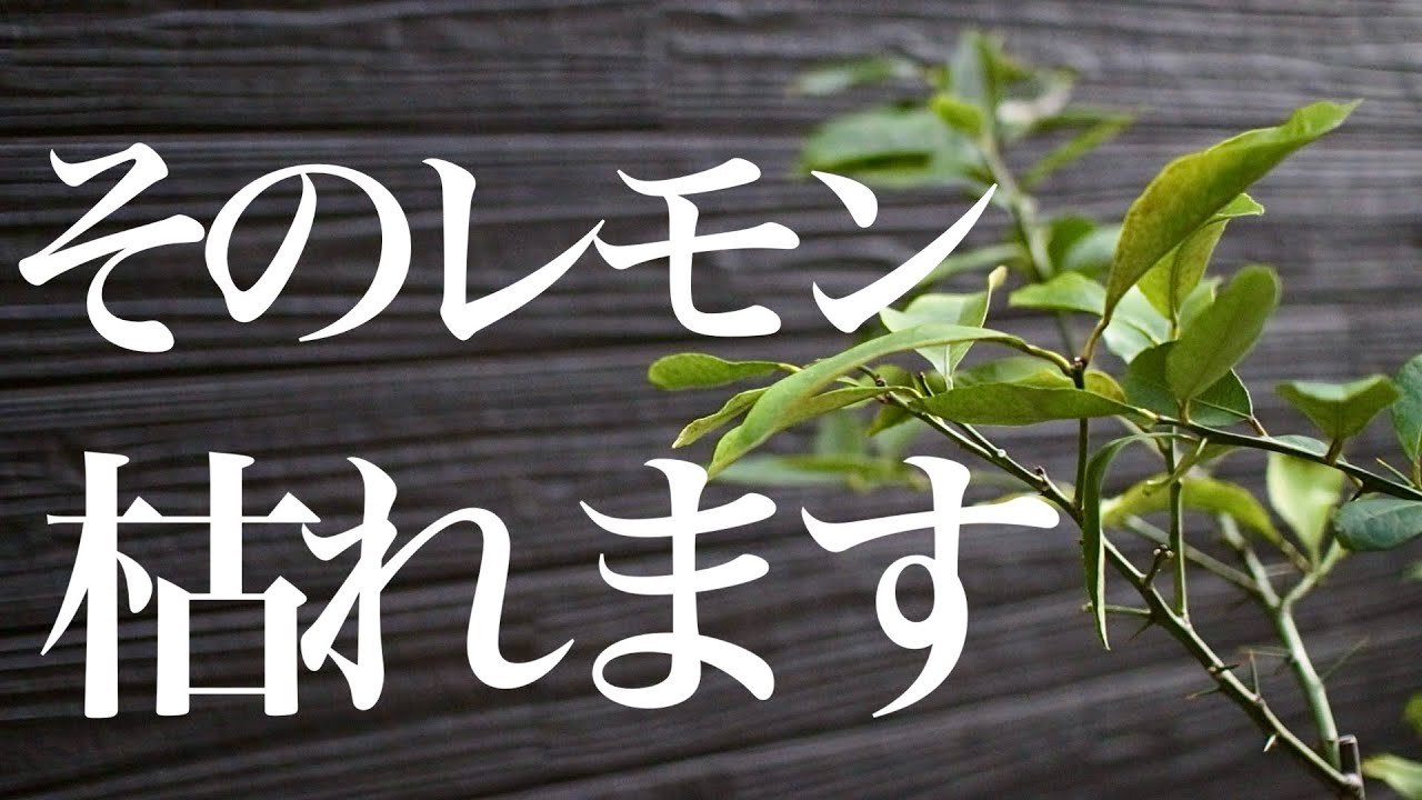 【レモン】冬は適切な管理・防寒をしないと枯れます