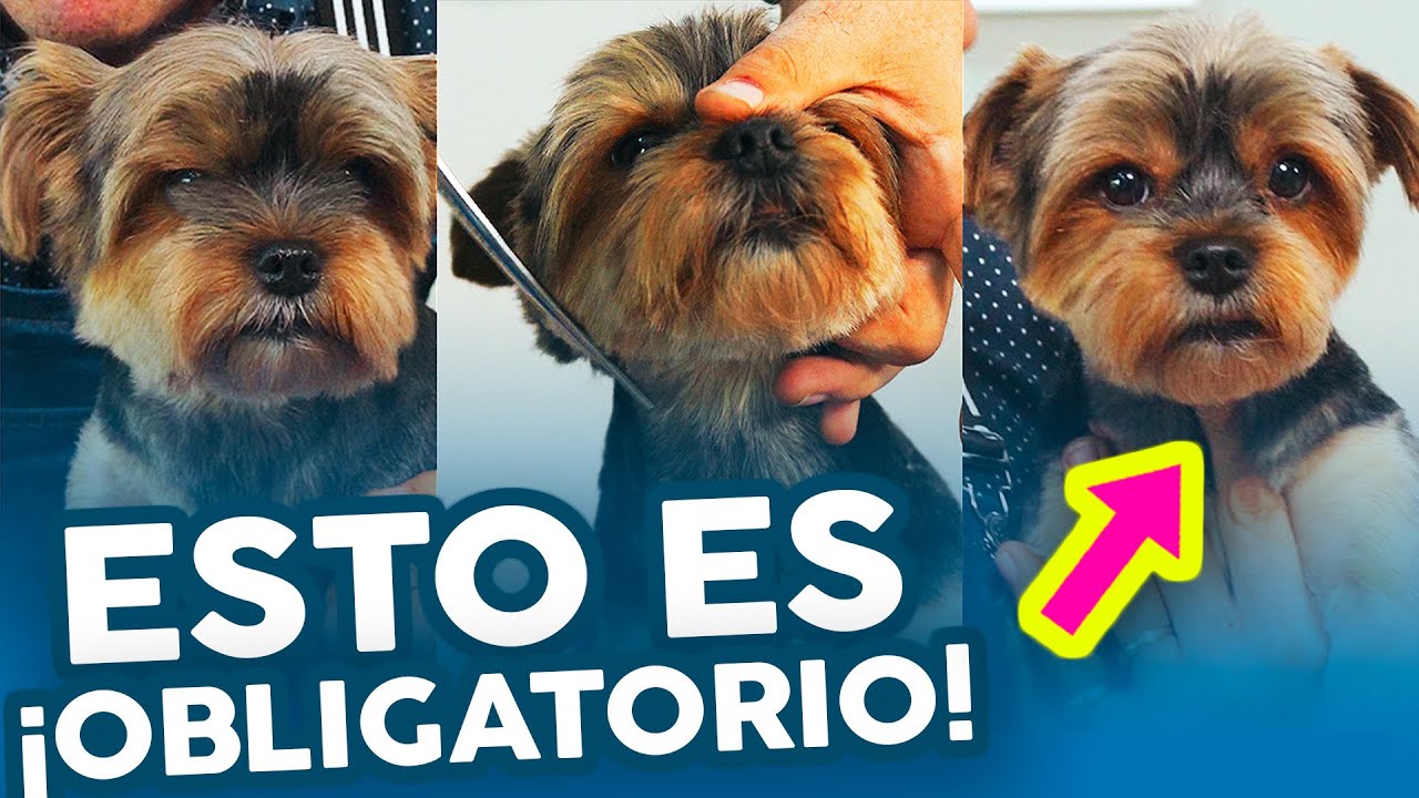 Después de RAPAR a tu YORKSHIRE... ¡CORTA BIEN el pelo de la CABEZA! ✂️🔥 Peluquería Canina