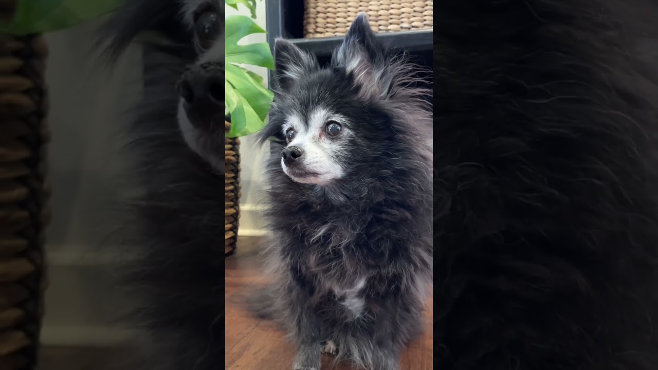 Big Stretch - ORIGINAL 🐕 (Puppy Songs) 