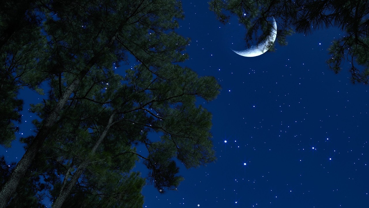 Crickets & Owl Sounds Under the Starry Night | Nighttime Nature Ambience for Deep Rest & Calm