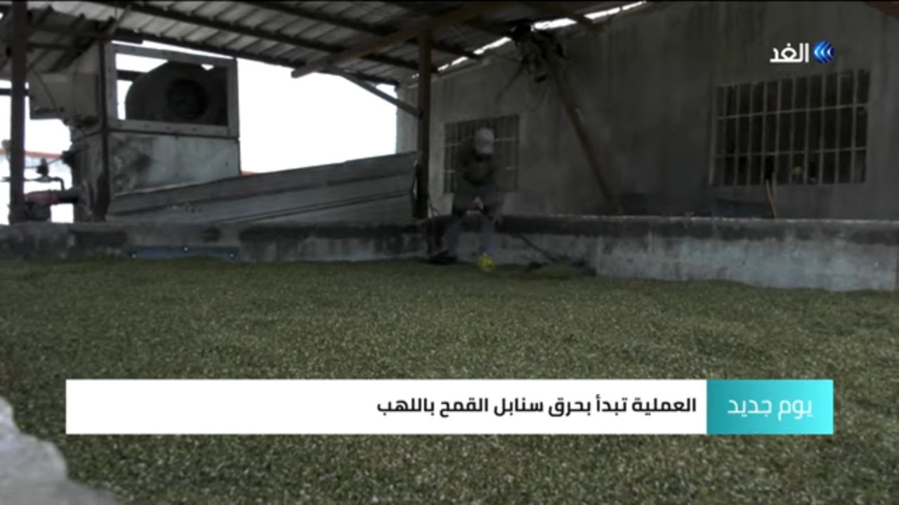 شاهد رحلة إنتاج الفريكة الفلسطينية