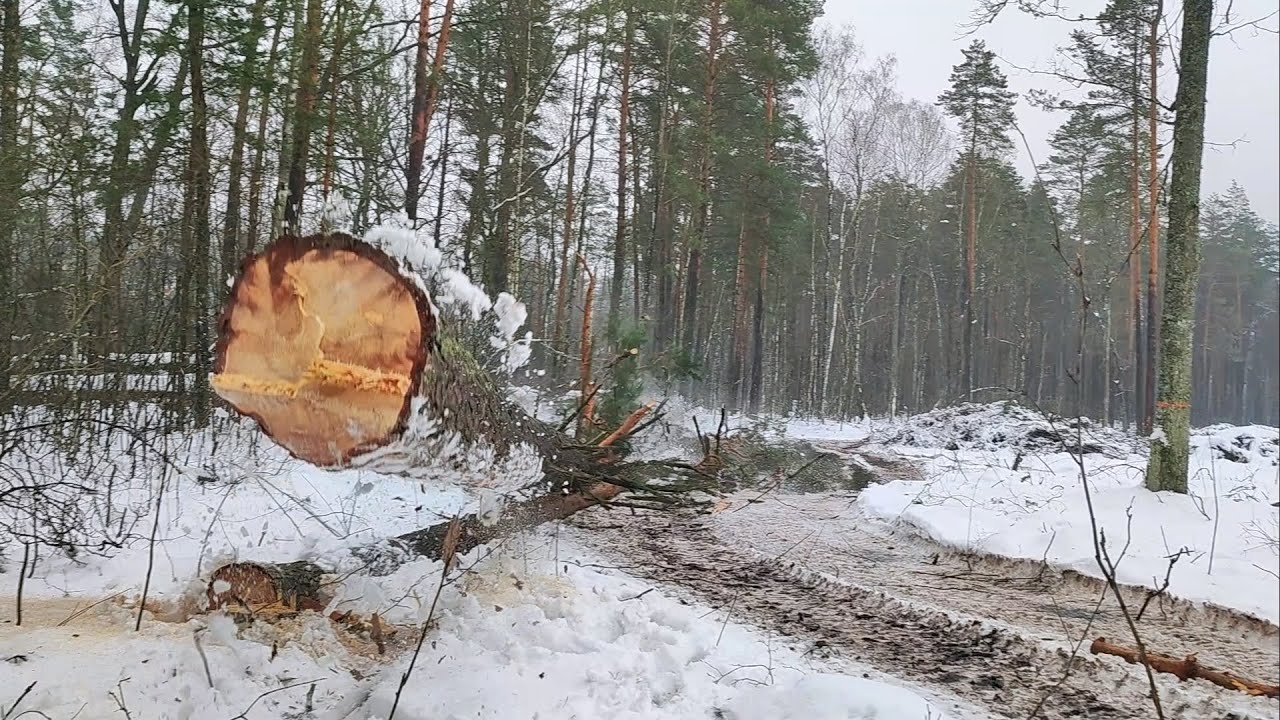 Валка деревьев с наклоном