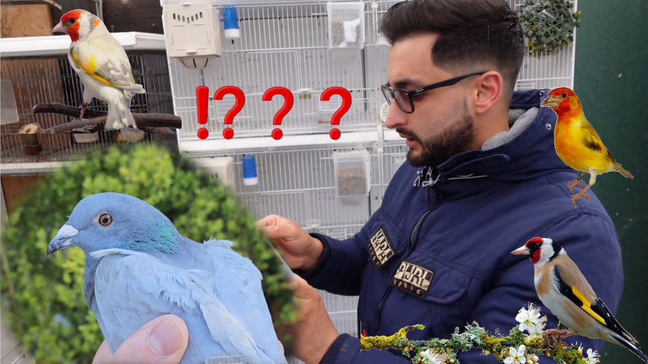 Hodowla i rozmnażanie szczygła | część 2 🕊️🦅🕊️