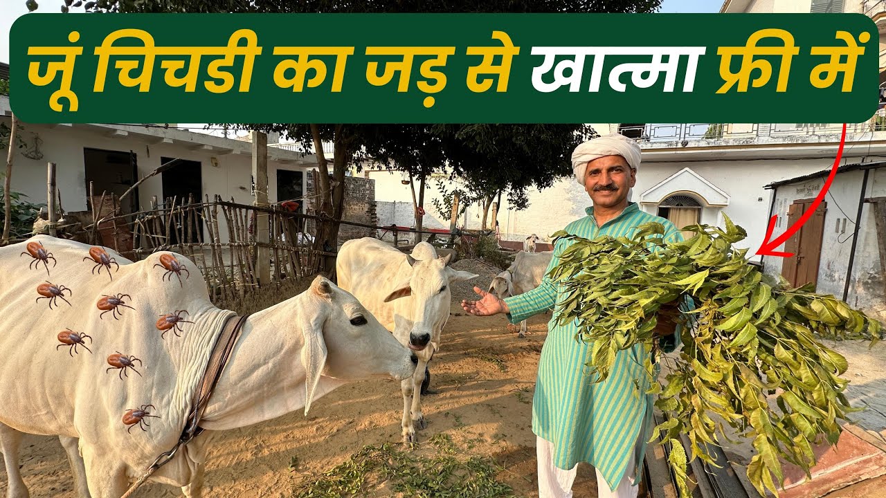 जूं चिंचड़ को Permanant हटाने में नीम का सही स्तेमाल Treatment for Ticks of cow buffalo