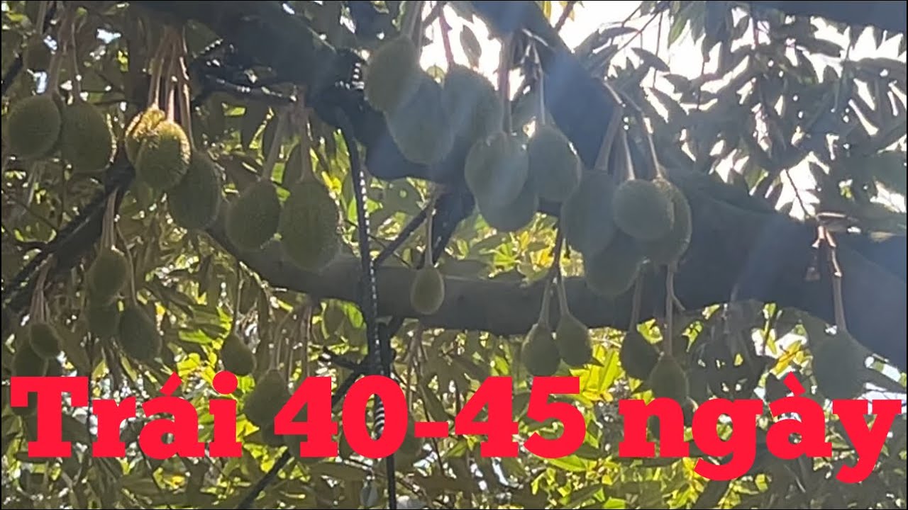 Chăm sóc Sầu Riêng giai đoạn nuôi trái