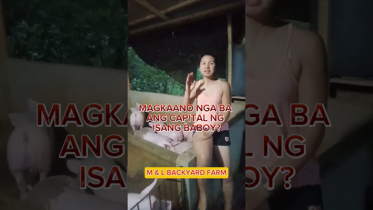 MAGKANO nga na ang capital sa isang baboy?