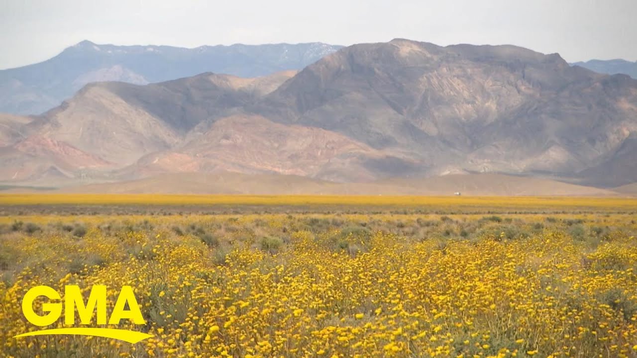 Tourists flock to see Death Valley in bloom