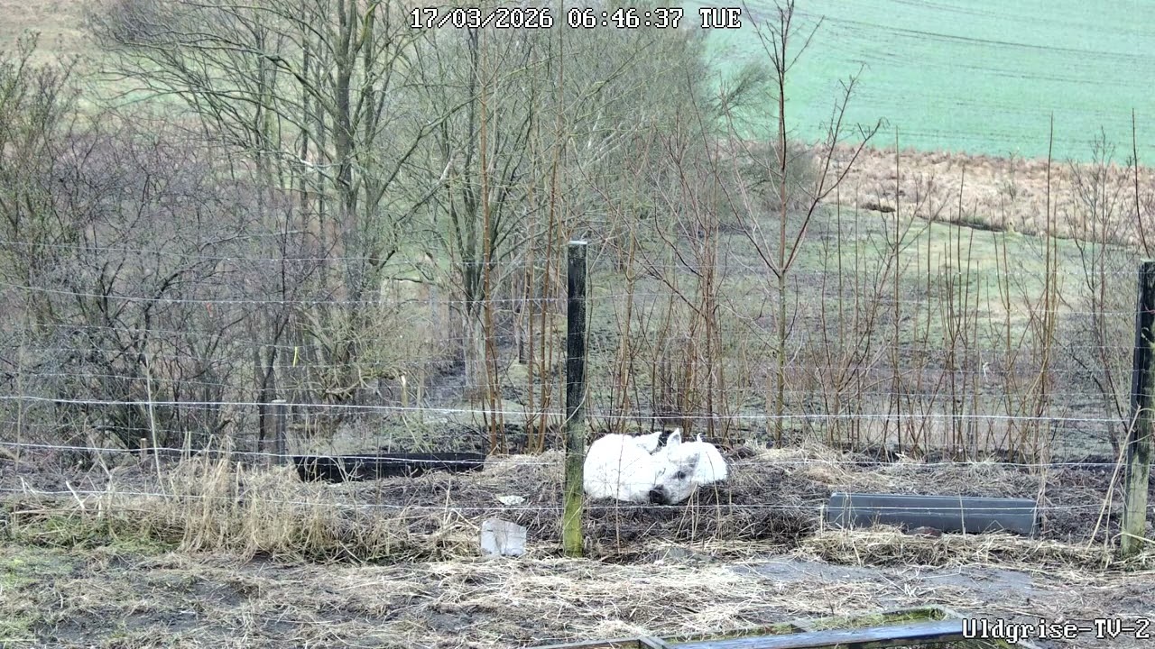 Uldgrise: Kirsten og Gitte nyder deres morgen