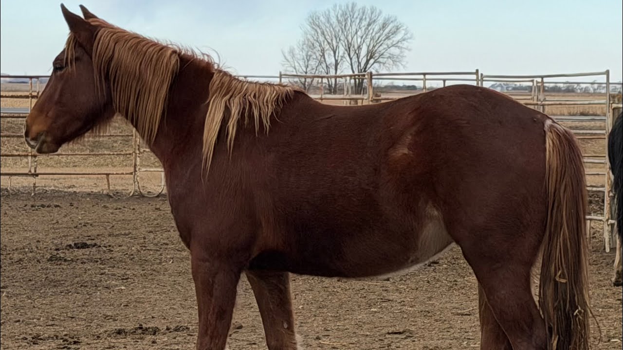 Catz Rosewood Doll - 2023 APHA Filly - Free Movement 2-17-26