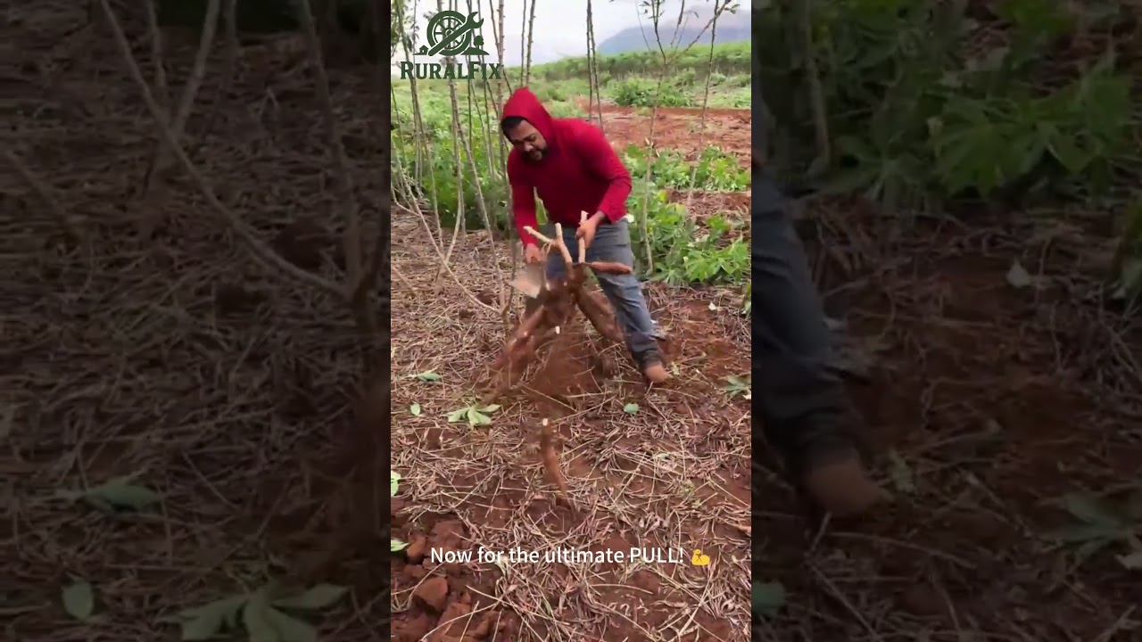 💪 Harvesting a GIANT Cassava Root with Pure Strength! #harvest #farming #power