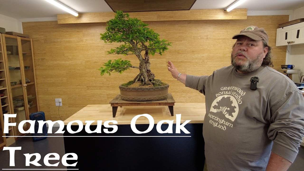 The Famous Oak Resurrected - Greenwood Bonsai