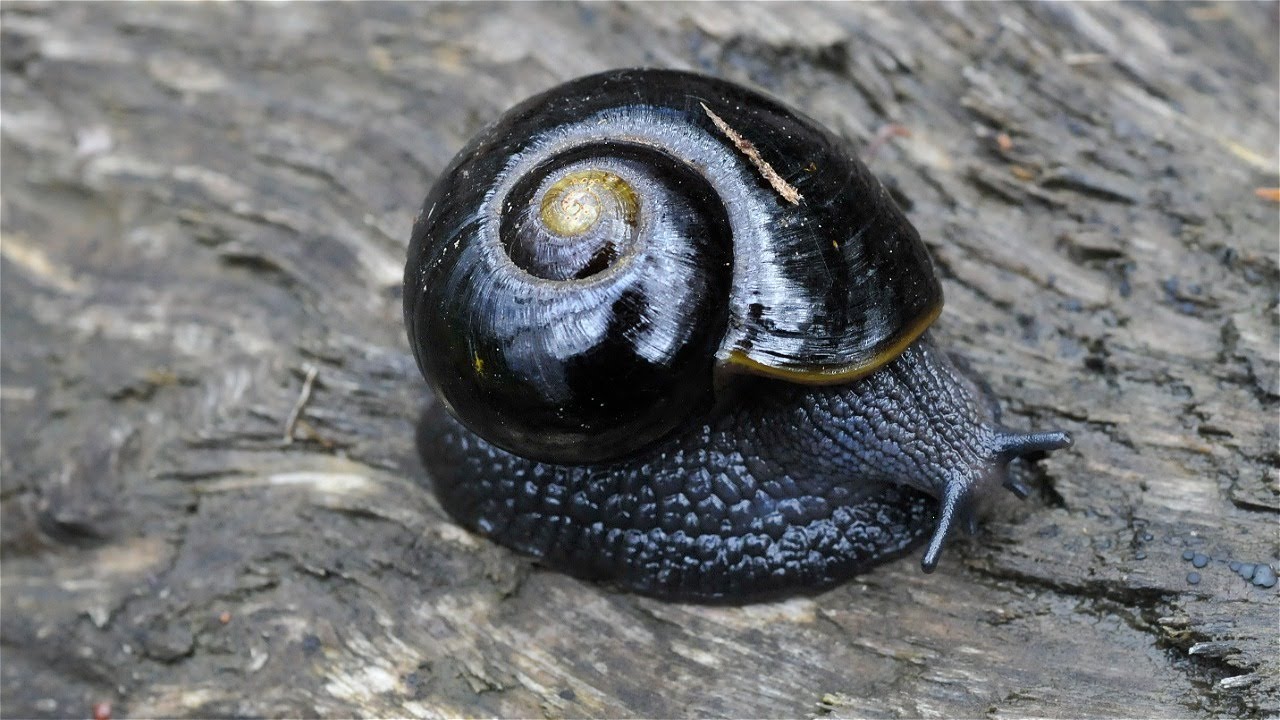 Black Snail on the road