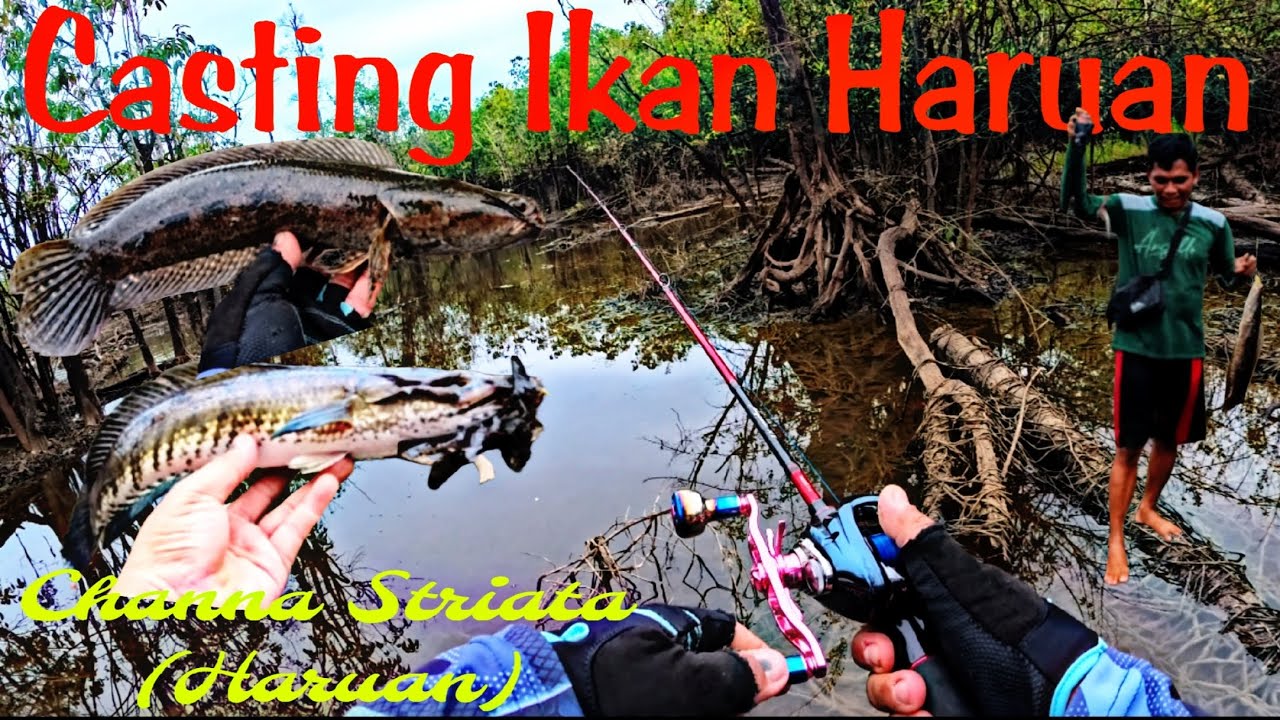 Casting Ikan Haruan ternyata menyenangkan juga., Lokasinya Mantap. Berasa mancing di kolam ikan. 