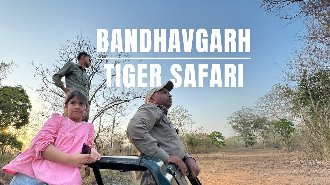 Bandhavgarh Tiger Safari