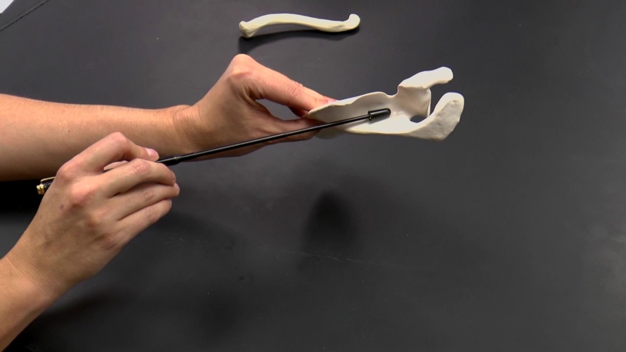 Pectoral Girdle Bones