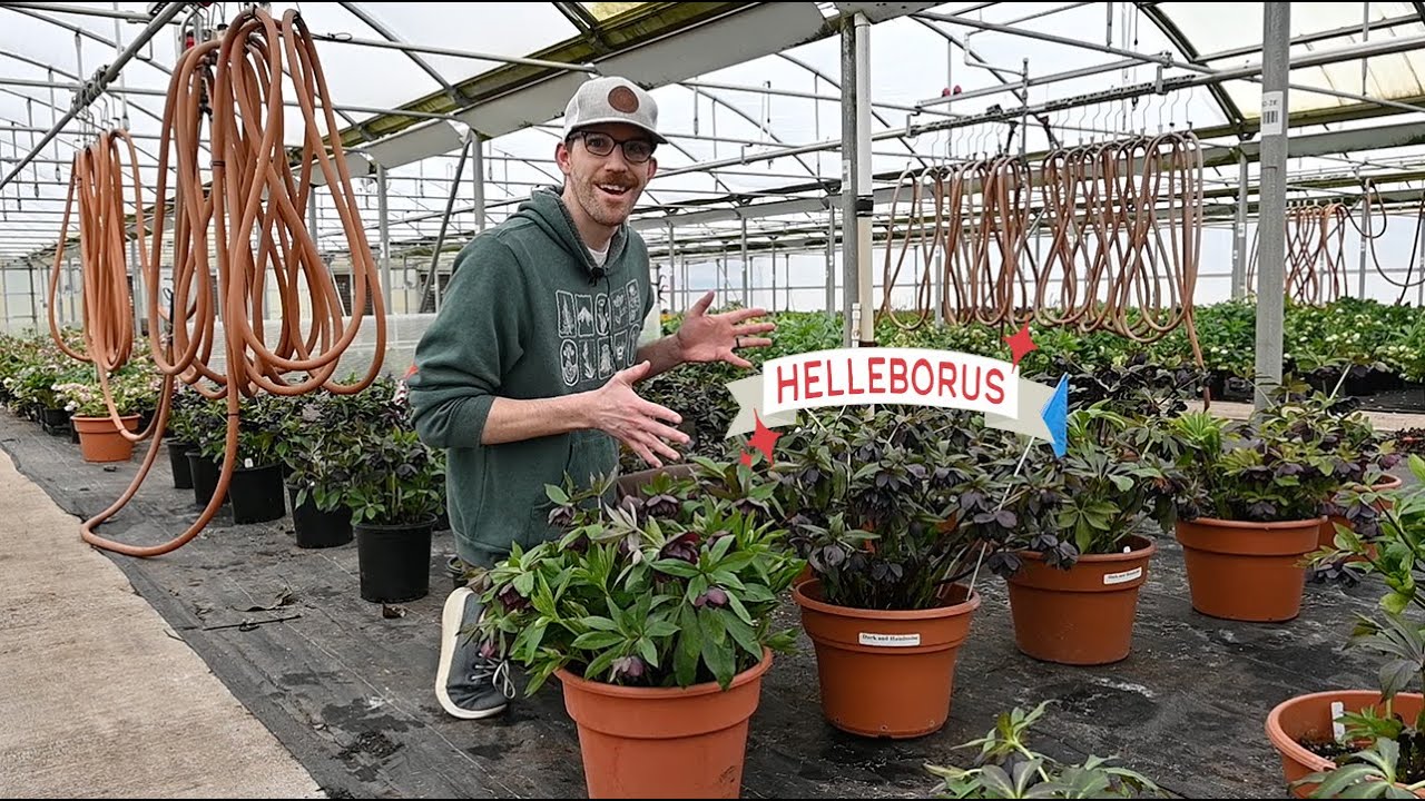 Hellebore Program @ Walters Gardens | Walters Gardens