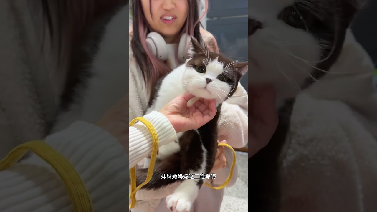 This is the most memorable cat delivery experience of 2025....#Si Kui#The golden gradient