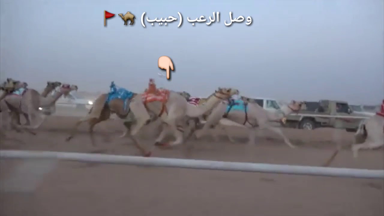 رعب الهجن (حبيب)🚩يفوز بالسياره في الشوط الرئيسي الثاني للقعدان في ميدان الهجن الطائف