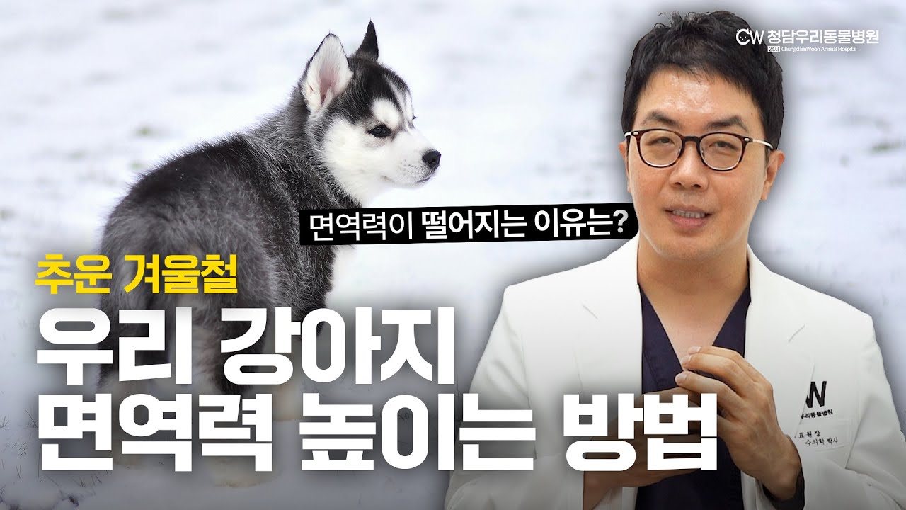 겨울철 강아지 면역력 높이는 방법✨