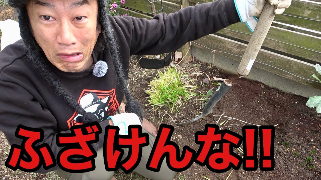 【イギリス製ガーデンフォーク】えっ。これで壊れるのつ。。。。【園芸超人カーメン君】