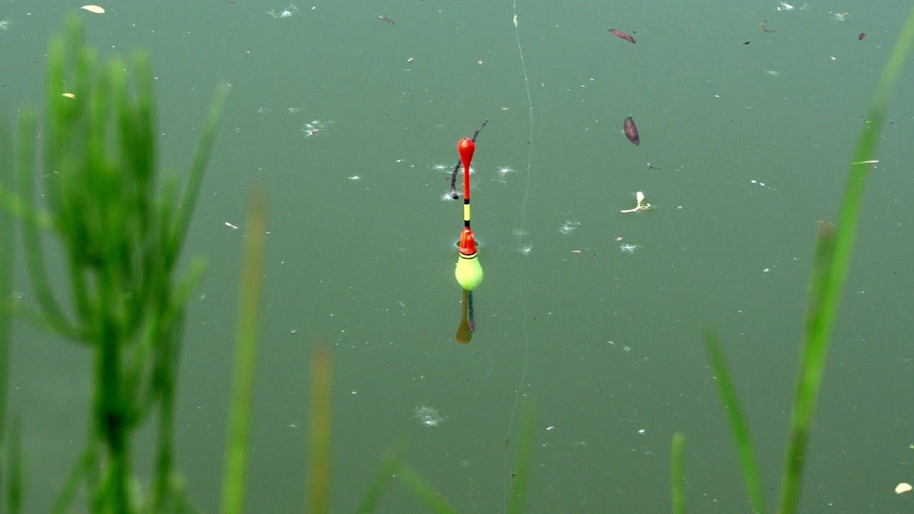 Pescuit la PLUTĂ cu Viermi 🪱 Am prins din nou 5 Specii  🎣 Super activitate #fishing 🐟