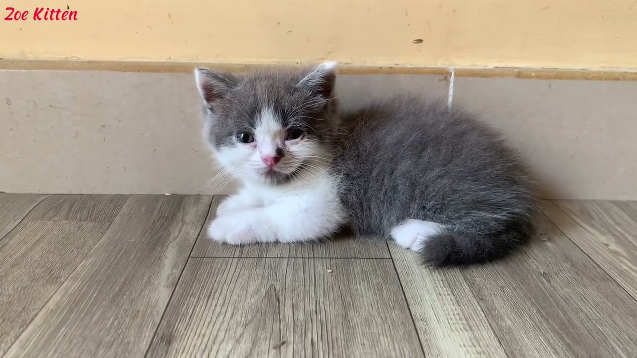 How do munchkin kitten grow ? | muchkin kitten growth stages