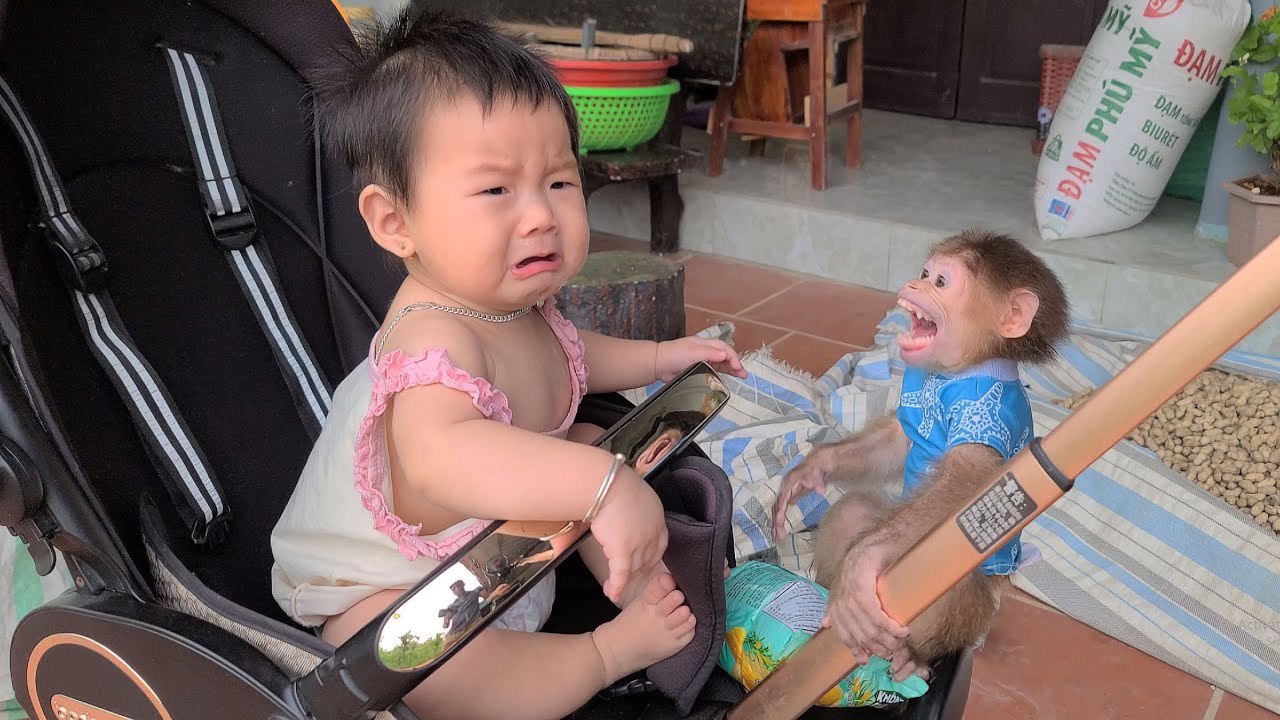 Baby Monkey David naughty makes baby cry loudly