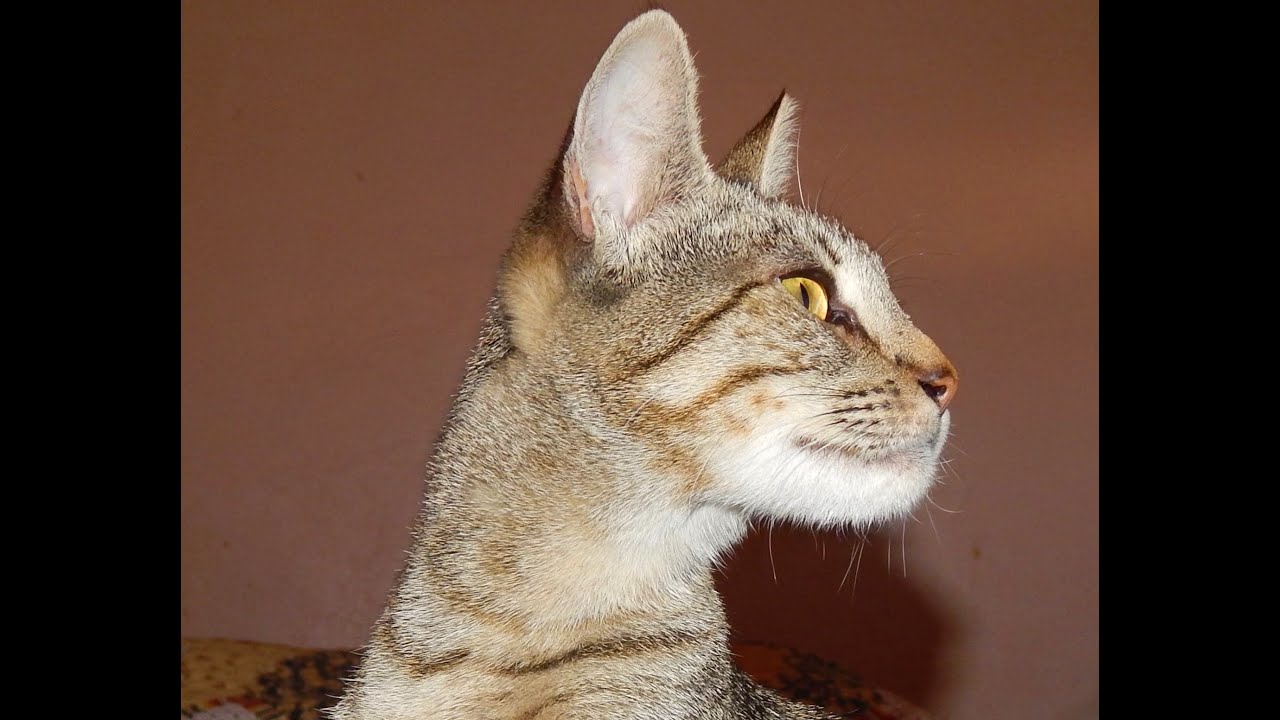 Welcome My New Cat, 