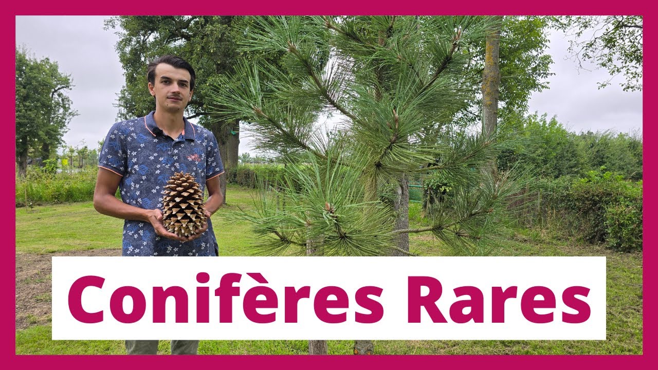 Visite d'un jardin exceptionnel : La collection de conifères rares d'Estevan sur 20 000m²